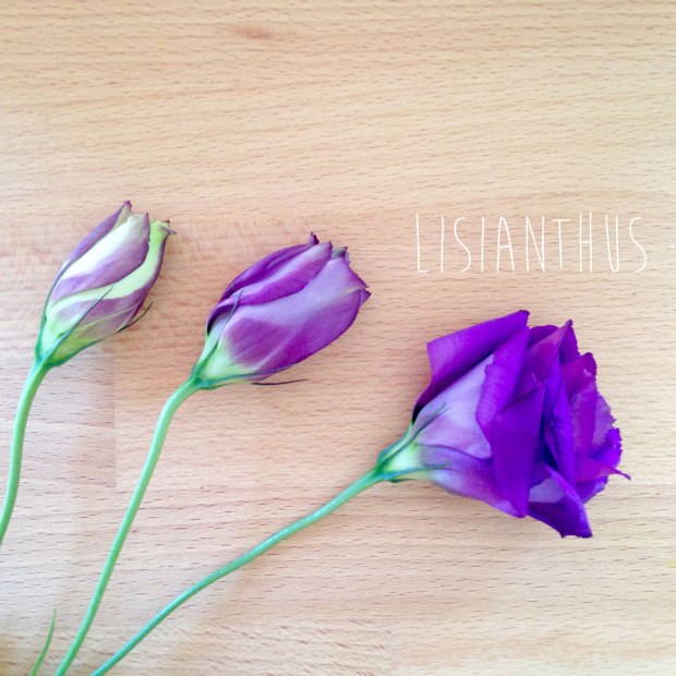 purple lisianthus flowers
