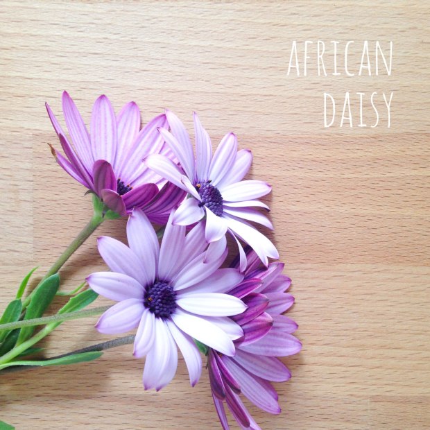 african-daisy-floral-friday